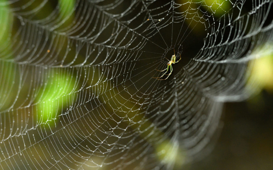 Te ara o tukutuku pūngawerewere | The Pathway of the Spider